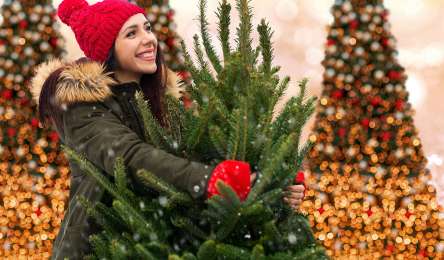 Christmas tree sales